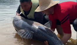 青鱼视频,探索未知，畅游网络新世界